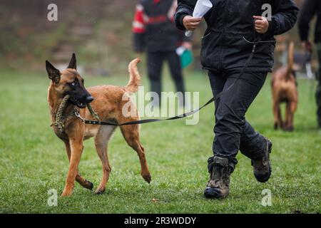 Cane belga malinois. Allenatore di animali che fa obbedienza con il suo cane pastore all'aperto Foto Stock