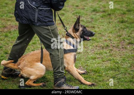 Cane belga malinois. Allenatore di animali che fa obbedienza con il suo cane pastore all'aperto Foto Stock