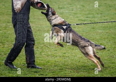 Addestramento del cane morso e lavoro di difesa. Allenatore di animali e pastore tedesco polizia o cane di guardia Foto Stock