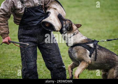 Il cane addestrato del pastore tedesco che fa il morso e il lavoro di difesa con l'addestratore dell'animale. Obbedienza formazione Foto Stock