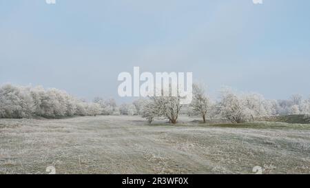 Panorama paesaggistico con biancospino Crataegus monogyna in un parco pubblico in inverno Foto Stock
