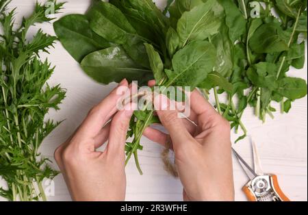 Donna legando mazzo di foglie verdi fresche con spago a tavola di legno bianco, vista dall'alto Foto Stock