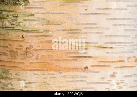 Betula ermanii (corteccia di alberi), conosciuta come betulla di Erman, betulla di montagna giapponese, betulla di Erman Foto Stock