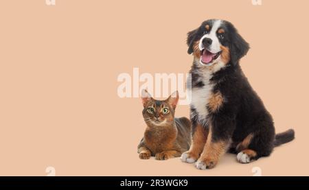 Animali domestici felici. Adorabile cucciolo di Mountain Dog Bernese e gatto abissino su sfondo beige, spazio per il testo Foto Stock