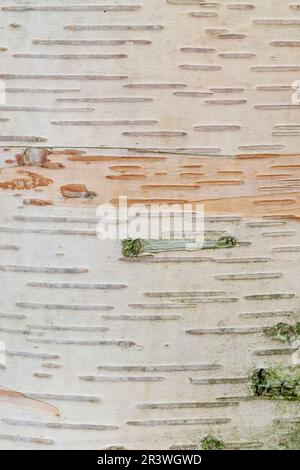 Betula ermanii (corteccia di alberi), conosciuta come betulla di Erman, betulla di montagna giapponese, betulla di Erman Foto Stock