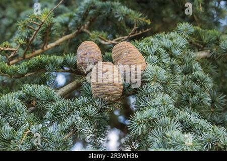 Cedrus atlantica, comunemente conosciuto come il cedro, cedro Atlantico, cedro Atlante Foto Stock