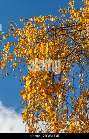 Pendola di Betula, conosciuta come betulla d'Argento, betulla Warty, betulla comune, betulla bianca europea Foto Stock