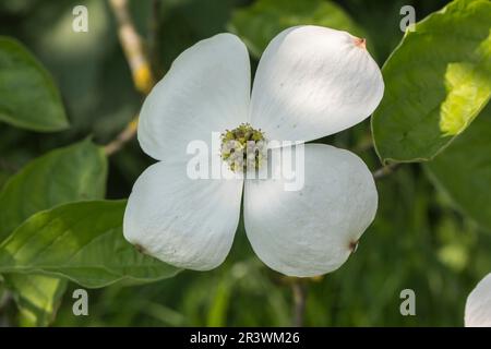 Cornus nuttallii, conosciuto come dogwood pacifico, dogwood di montagna, dogwood occidentale Foto Stock