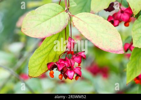 Euonymus pauciflorus, conosciuto come mandrino, albero di mandrino, cespuglio di Burning Foto Stock