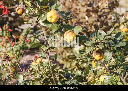 Cydonia oblonga, comunemente noto come Quince (frutti) Foto Stock