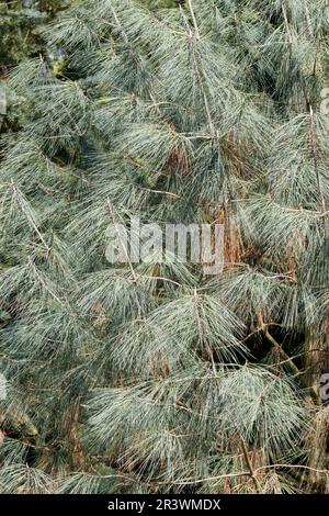 Pinus sabiniana, conosciuto come Ghost Pine, Gray Pine, California Foothill Pine, Foothill Pine, Bull Pine Foto Stock