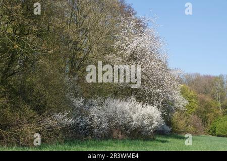 Prunus spinosa, comunemente noto come il Blackthorn o Sloe in primavera Foto Stock