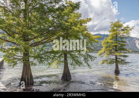 Taxodium ascende, sin. Taxodium distichum, cipresso di laghetto, cipresso di golfo, cipresso di palude, baldcipresso Foto Stock