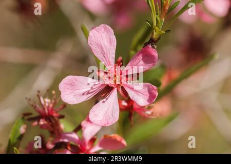 Prunus tenella, comunemente conosciuta come la mandorla russa nana in primavera Foto Stock