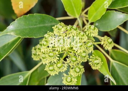 Trochodendron aralioides, albero della ruota in primavera Foto Stock