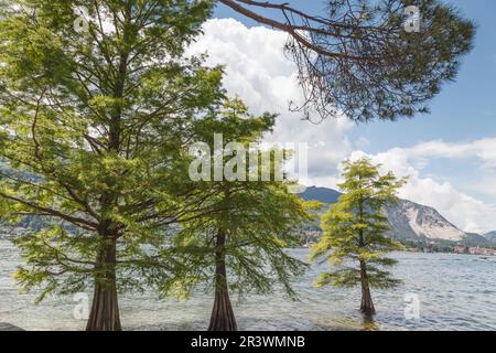 Taxodium ascende, sin. Taxodium distichum, cipresso di laghetto, cipresso di golfo, cipresso di palude, baldcipresso Foto Stock