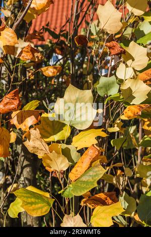 Liriodendron tulipifera, foglie in autunno, Tulipano, tulipano americano, Tuliptree Foto Stock