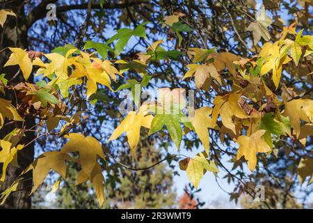 Liquidambar styraciflua albero, conosciuto come American dolcificgum, Sweetgum o Sweet gum in autunno Foto Stock