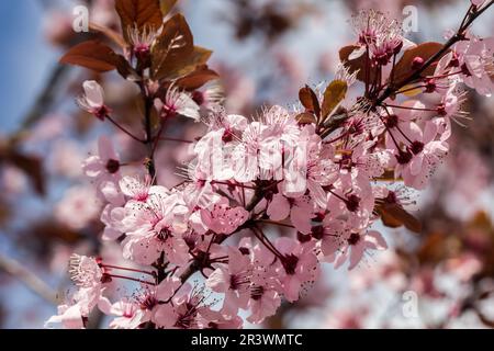 Prunus cerasifera 'Nigra', prugna di ciliegia, prugna di foglia viola, Myrobalan, prugna di mirobala Foto Stock