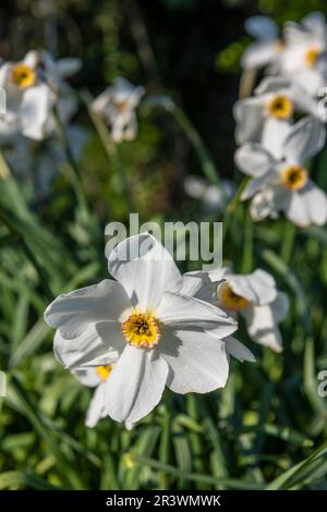 Daffodils bianchi che crescono in un hedgerow nello Yorkshire orientale, Regno Unito Foto Stock