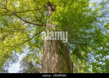 Taxodium ascende, sin. Taxodium distichum, cipresso di laghetto, cipresso di golfo, cipresso di palude, baldcipresso Foto Stock