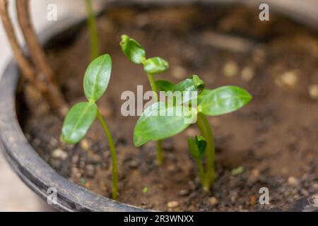 Piante piccole germogli dal suolo. Foto Stock