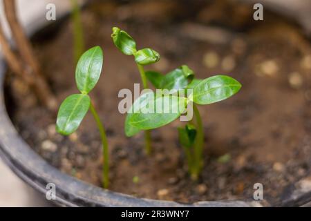 Piante piccole germogli dal suolo. Foto Stock