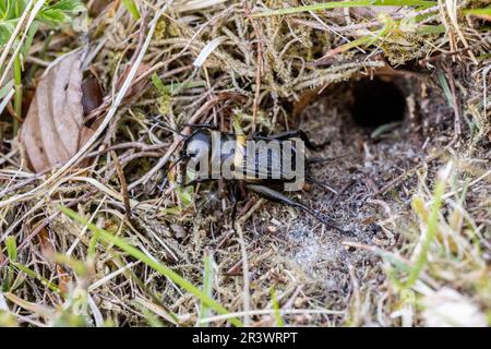 Campo Cricket (Gryllus campestris, Grillidae) all'ingresso della sua sepoltura. Lord's Piece, Coates Common, Sussex, maggio 2023 Foto Stock