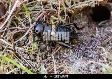 Campo Cricket (Gryllus campestris, Grillidae) all'ingresso della sua sepoltura. Lord's Piece, Coates Common, Sussex, maggio 2023 Foto Stock