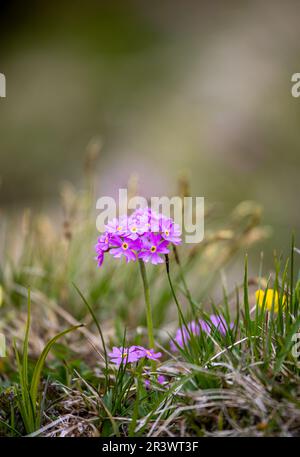 Primula farinosa o i fiori rosa primoruato nelle alpi svizzere Foto Stock