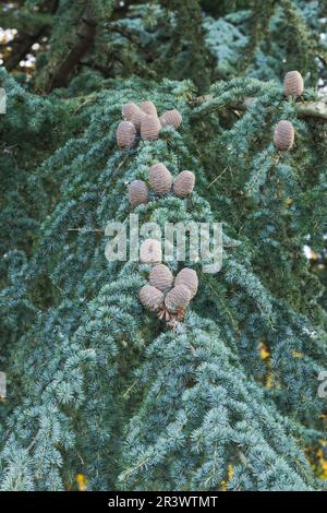 Cedrus atlantica, comunemente conosciuto come il cedro, cedro Atlantico, cedro Atlante Foto Stock