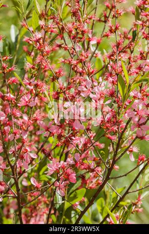 Prunus tenella, comunemente conosciuta come la mandorla russa nana in primavera Foto Stock