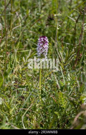 Orchidea bruciata (Neotinea ustulata). Sussex, Inghilterra. Maggio 2023 Foto Stock