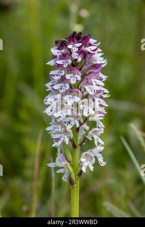 Orchidea bruciata (Neotinea ustulata). Sussex, Inghilterra. Maggio 2023 Foto Stock