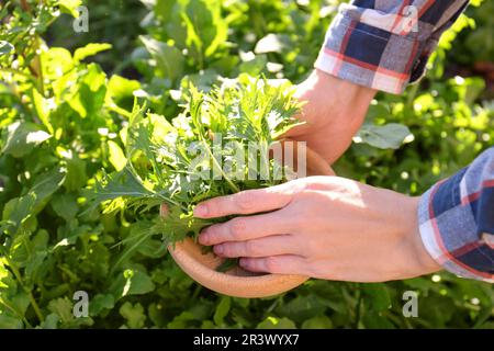 Donna raccolta fresca mizuna foglie all'aperto il giorno di sole, primo piano Foto Stock