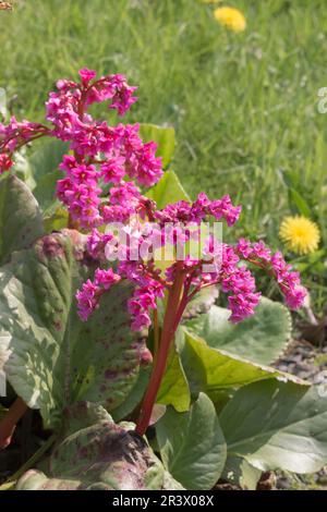 Bergenia himalaica, conosciuta come sassifrage dalle orecchie di elefante, orecchie di elefante Foto Stock