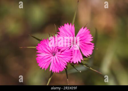 Dianthus certhusanorum, comunemente noto come il rosa certosino Foto Stock