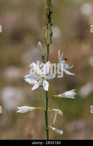 Anthericum liliago, comunemente conosciuto come il St Il giglio di Bernardo, San Bernards giglio Foto Stock