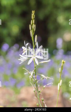 Anthericum liliago, comunemente conosciuto come il St Il giglio di Bernardo, San Bernards giglio Foto Stock