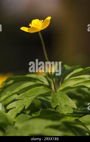 Anemone ranunculoides, noto come anemone giallo, anemone bosco giallo Foto Stock