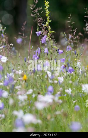 Campanula rotundifolia, subsp. Rotundifolia, conosciuta come Meadowbell, Harebell, Bluebell, Bellflower Foto Stock