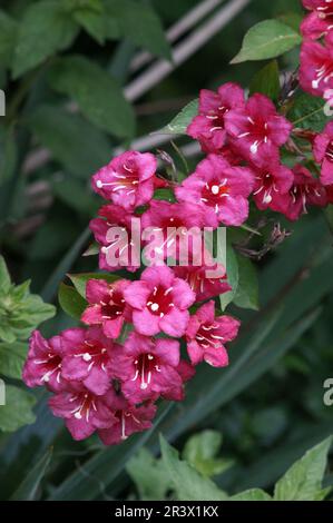 Weigelie "Bristol Ruby" Foto Stock