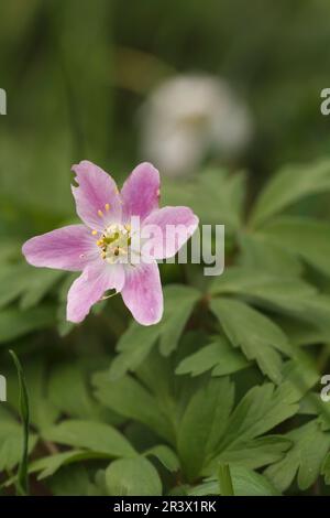 Anemone nemorosa, conosciuta come volpe odorato, fiore del casco, Thimbleweet, Windflower, (forma rosa) Foto Stock