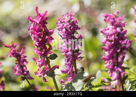 Corydalis cava, cava larkspur Foto Stock