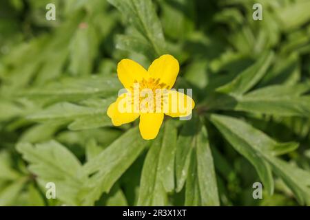 Anemone ranunculoides, noto come anemone giallo, anemone bosco giallo Foto Stock