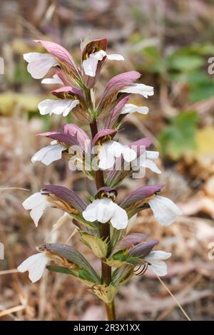 Acanthus mollis, conosciuto come le braghe dell'orso, le braghe dell'orso, il bacino del mare, Bearsfoot, pianta dell'ostrica Foto Stock