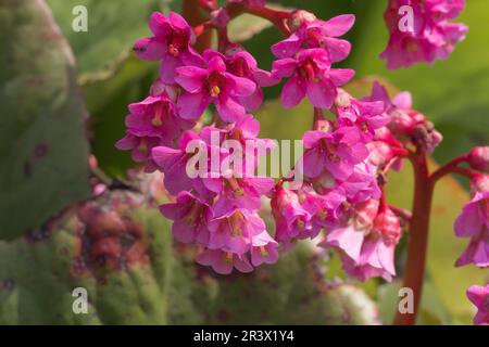 Bergenia himalaica, conosciuta come sassifrage dalle orecchie di elefante, orecchie di elefante Foto Stock