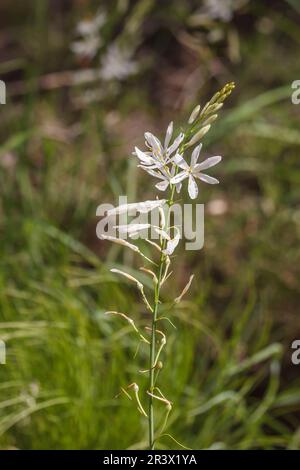 Anthericum liliago, comunemente conosciuto come il St Il giglio di Bernardo, San Bernards giglio Foto Stock