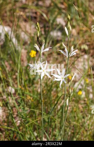 Anthericum liliago, comunemente conosciuto come il St Il giglio di Bernardo, San Bernards giglio Foto Stock