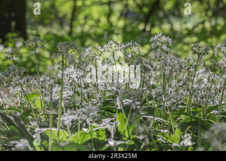 Allium ursinum, conosciuto come Ramson, Ramsons, aglio di legno, Buckrams, Orso porro, l'aglio dell'orso Foto Stock